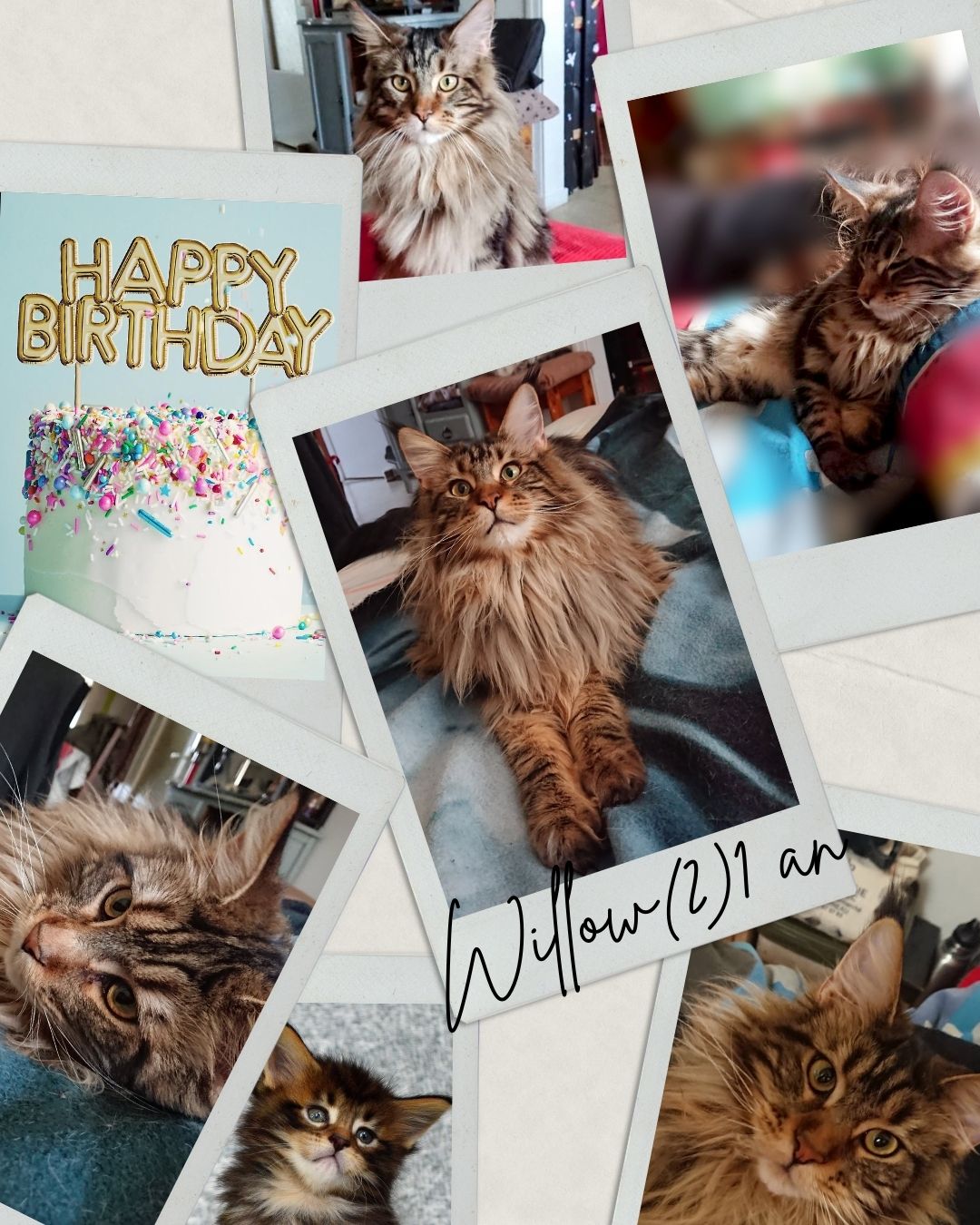 🎉 Willow (la 2ᵉ !) a fêté ses 1 an ! 🎂🐾
Il y a un an et quelques jours, une deuxième petite Willow naissait à la Chatterie du Bolomig, au sein de notre joyeuse portée de 5 minettes 😻
Aujourd’hui, elle est devenue une magnifique jeune femelle, douce et pleine de personnalité 💫
Merci à sa famille pour les photos, les nouvelles, et surtout l’amour qu’ils lui offrent chaque jour 🥰
C’est un bonheur de savoir nos chatons si bien entourés.
🐾 Demain, c’est Wendy qui sera à l’honneur 🎥
La série des 1 an continue avec émotion…
.
#WillowDuBolomig #ChatterieDuBolomig #MaineCoon #ChatonMaineCoon #1AnDéjà #HappyBirthdayCat #MaineCoonFemelle #ElevageFamilial #MaineCoonLove #ChatDeRace #ReelChaton #MaineCoonFrance