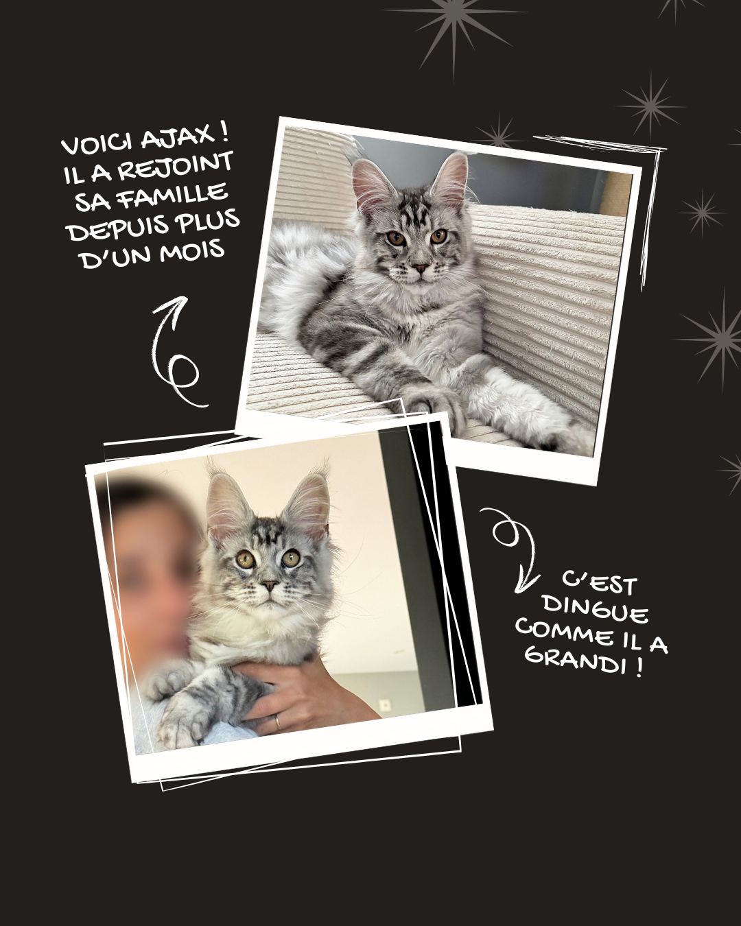 🧡 Un mois déjà qu’Ajax a rejoint sa famille pour la vie !
Ce petit coquin a bien grandi et s’épanouit dans son nouveau foyer. Chaque matin vers 6h, il a pris l’habitude de venir faire des câlins… à sa façon : en mâchouillant les cheveux de sa nouvelle humaine 😅
Avec son copain Wonka, c’est une vraie complicité qui s’est installée : jeux, câlins et moments de tendresse à deux, ils ne se quittent plus 🐾
Le voir aussi joyeux, bien dans ses pattounes et si proche de sa nouvelle famille me remplit de bonheur 💛
#lachatteriedubolomig #douarnenez #mainecoon #mainecoonlove #chatonmainecoon #complicitéféline #instacat #adoptionréussie #chatheureux #famillepourlavie #éleveurpassionné #mainecoonlife #ajaxlemainecoon #chatons #chatsdecompagnie #copainsdechats #viedechat