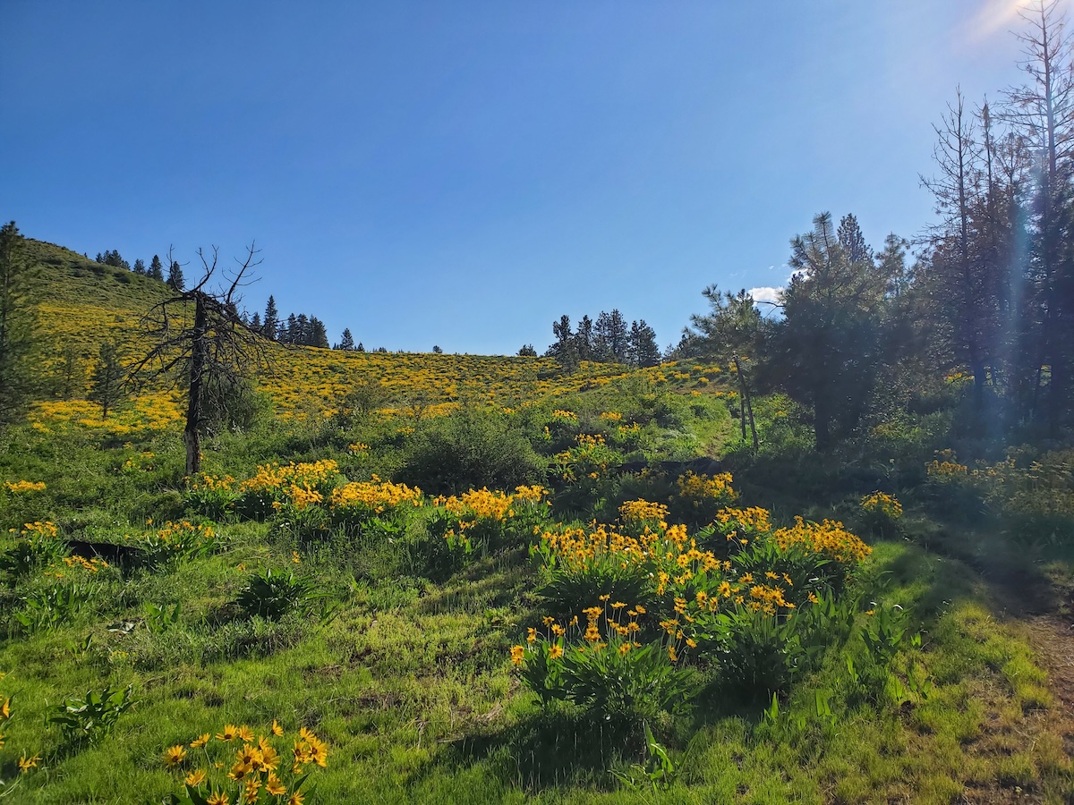 Trail Spotlight: Shingle Flat
Whether you live in west-central Idaho or are just passing through on Highway 95, this trail is convenient to access and grab a short hike with big views. At an elevation of just over 3000 feet, Shingle Flat Trail is spectacular with wildflowers and views of the green Council Valley as early as late April/early May. See link in our profile for all the details about this great little hike!