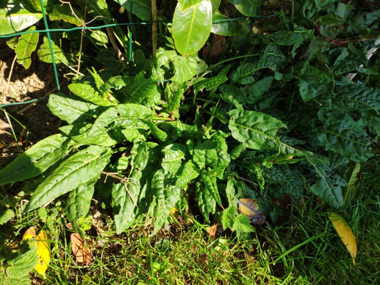 Avec ce retour assez imprévu du froid et l'oseille qui pousse dans les jardins et dans les prés, voila l'occasion de se faire une bonne soupe à l'oseille !
https://www.bouillonmaison.com/2020/04/20/soupe-a-loseille-sauvage/
#soupe #cuisine #cuisinemaison #oseille #printemps #yummy #instafood #foodporn