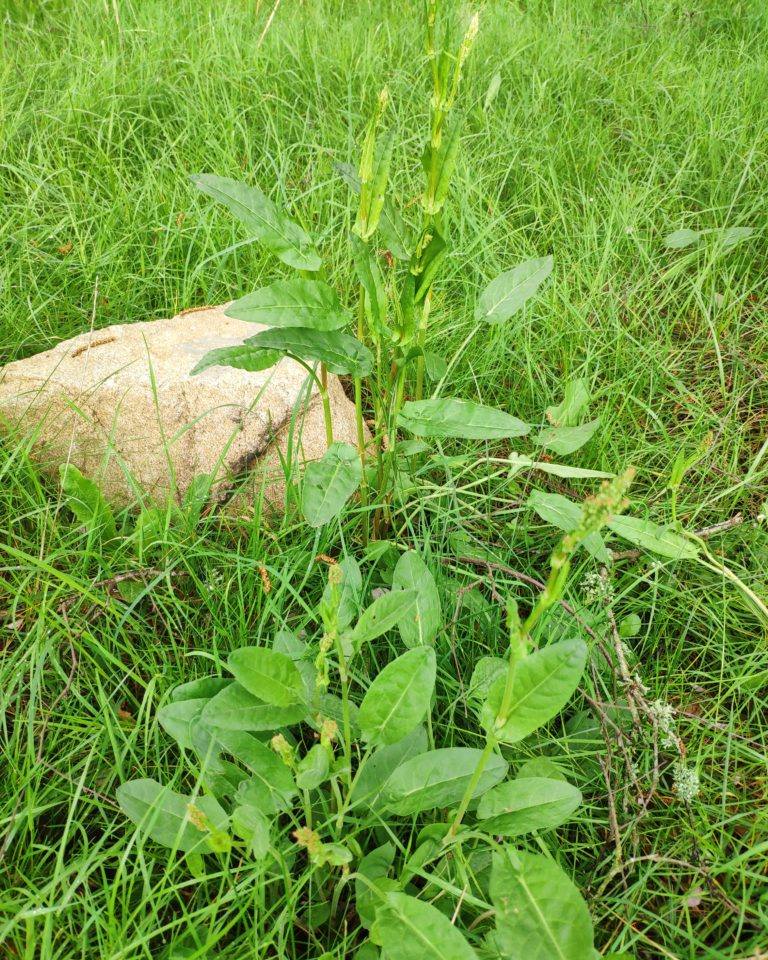 Avec ce retour assez imprévu du froid et l'oseille qui pousse dans les jardins et dans les prés, voila l'occasion de se faire une bonne soupe à l'oseille !
https://www.bouillonmaison.com/2020/04/20/soupe-a-loseille-sauvage/
#soupe #cuisine #cuisinemaison #oseille #printemps #yummy #instafood #foodporn