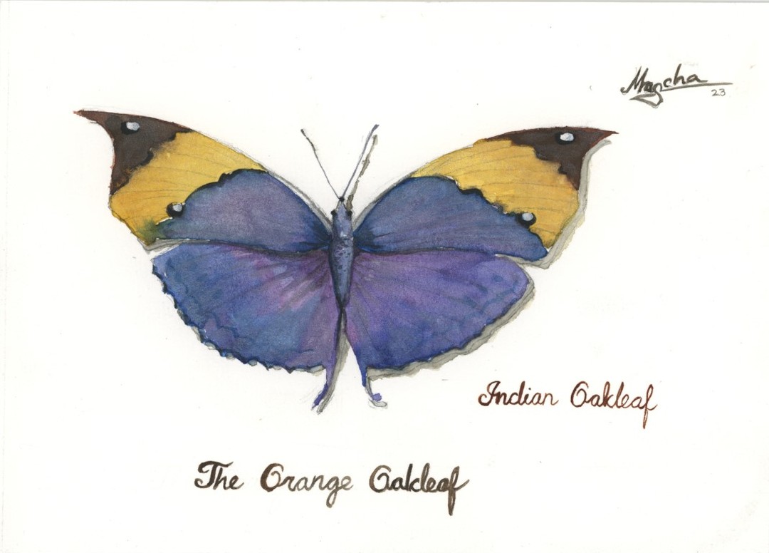 Peindre un papillon à l'aquarelle.
Painting a butterfly with watercolor.
www.maschapaintings.com
#watercolor
#butterflies
#painting