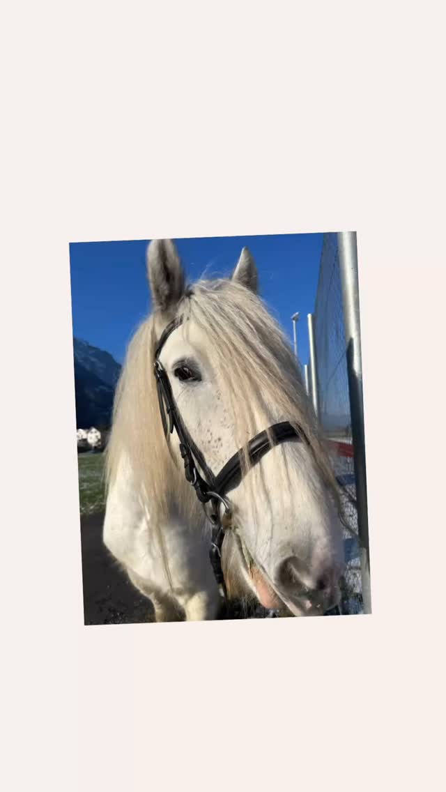 Frodo feiert seinen 6. Geburtstag. Ich wünsche dieser Hüpfbohne alles Gute und hoffe auf viele....