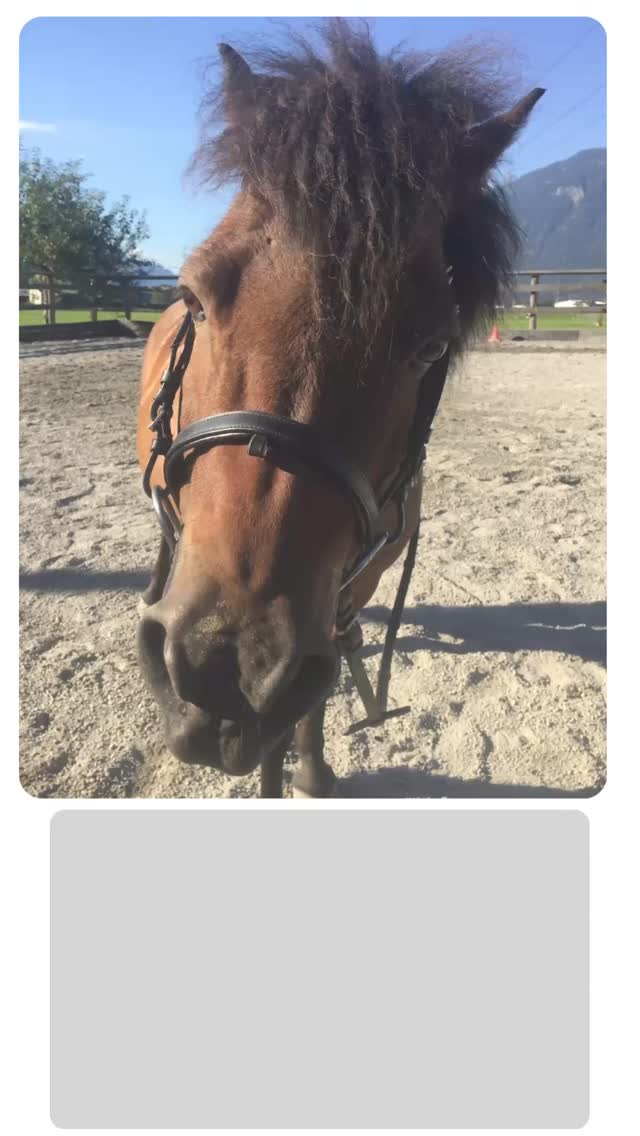 ❗️Ponykurs im Juni ausgebucht❗️✅ Du möchtest beim nächsten Kurs dabei sein?✅ Oder ....