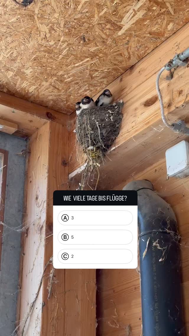 🦅 #schwalben #flügge #pferdestall #rundumspferd #pferd #pony #sommermitpferden #sommer #welc....