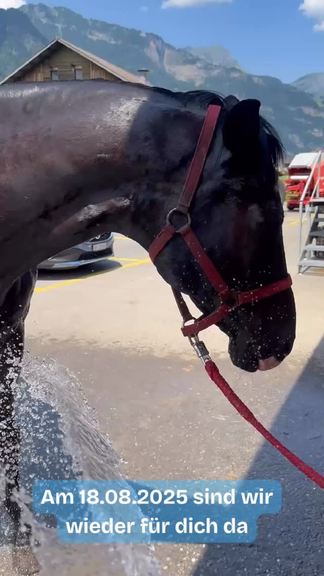 🏖️ Wir machen Sommerpause 🏖️Wir geniessen das Nichtstun, die Weide, die Kumpels, die S....