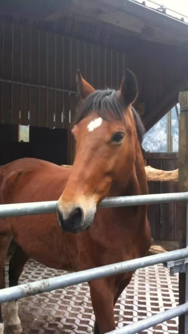 Picasso ist am 28.08.2025 gestorbenPicasso hat sich am 28.08.2025 auf der Weide das linke Vorder....