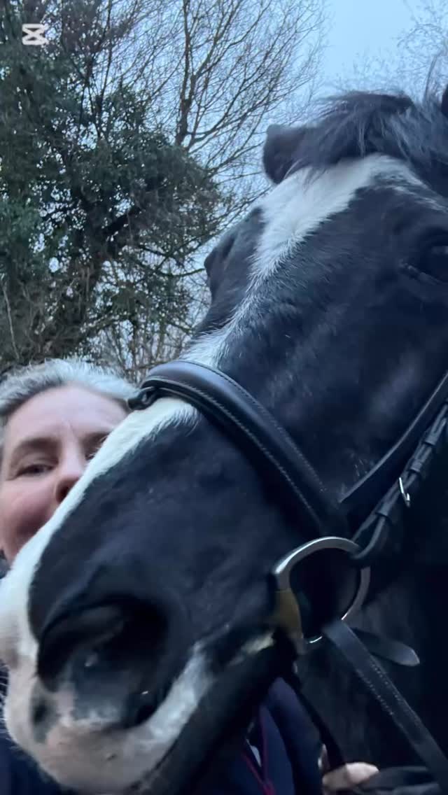 #trakhener #banderos #pferdetraining #diehartenkommenindengarten #verletzespferd