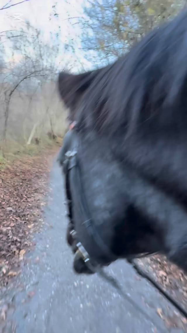 Das Gefühl, wenn du mit deinem Pferd nach einer schweren Verletzung wieder unterwegs sein kanns....