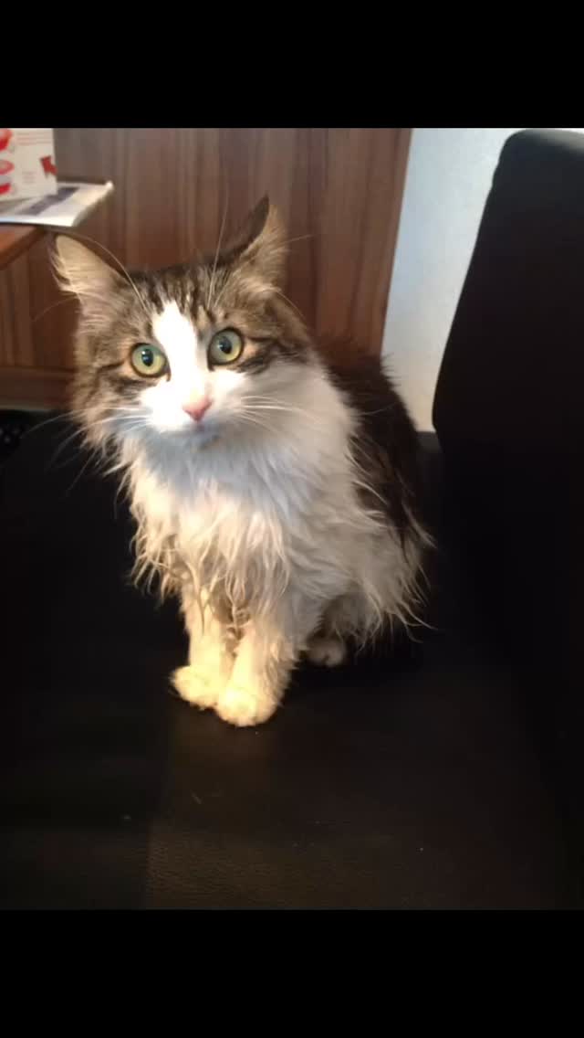 🐾 Wuschel 🐾14.04.2003 - 31.03.2026Es gibt Wesen, die berühren deine Seele ganz besonders.....