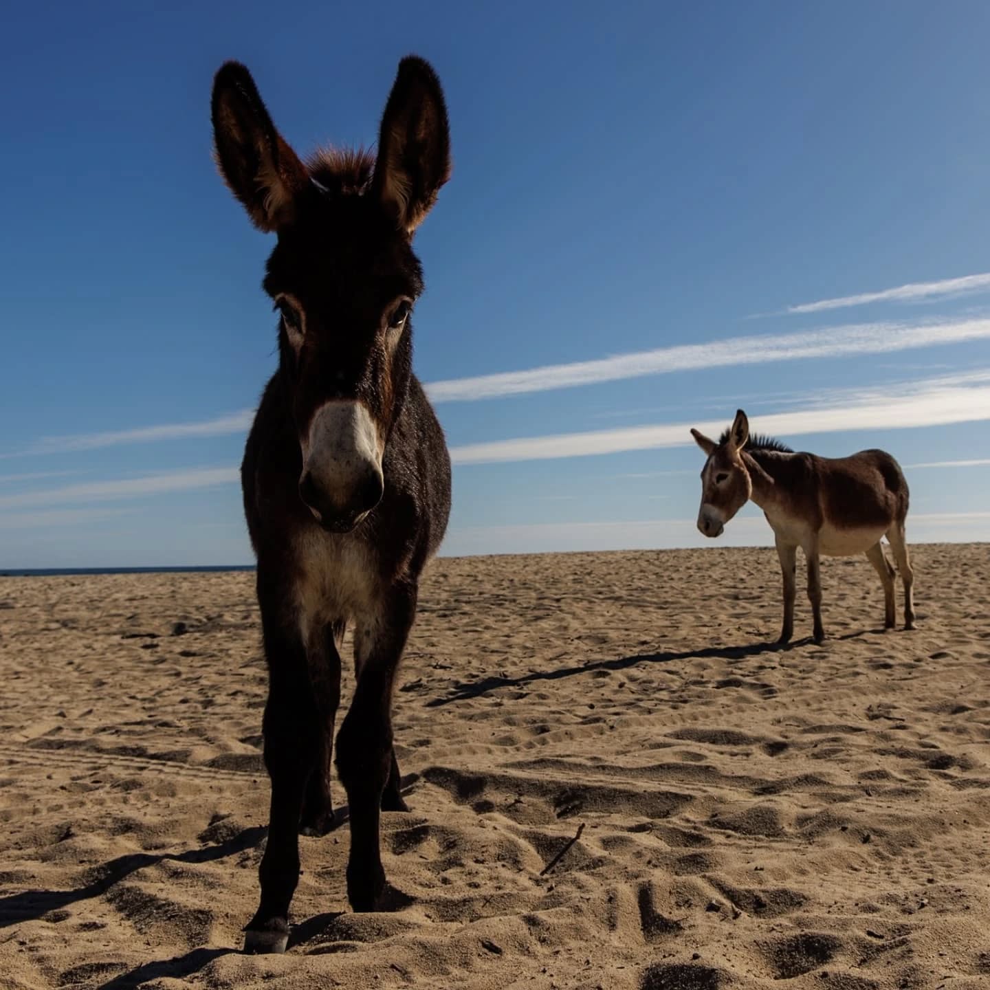 The donkeys of La Fortuna. It's a mystery how they survive under the blasting sun in this desert with little edible vegetation, practically no water and dogs chasing them around every now and then.
Even though they can be slightly annoying when their screams keep you from sleeping at night or when they steal food and wreck your kitchen, they're just kinda cute and one of the reasons why this little seaside village is such a cool place to visit.
#lafortunabcs #donkeys #donkeysofinstagram #beachdonkey