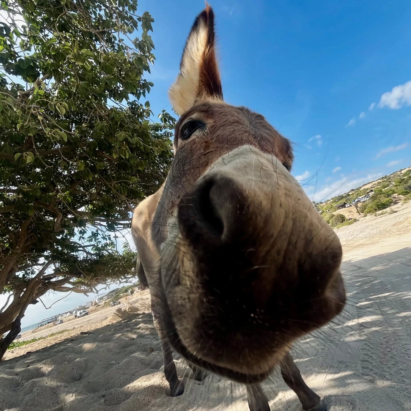 The donkeys of La Fortuna. It's a mystery how they survive under the blasting sun in this desert with little edible vegetation, practically no water and dogs chasing them around every now and then.
Even though they can be slightly annoying when their screams keep you from sleeping at night or when they steal food and wreck your kitchen, they're just kinda cute and one of the reasons why this little seaside village is such a cool place to visit.
#lafortunabcs #donkeys #donkeysofinstagram #beachdonkey