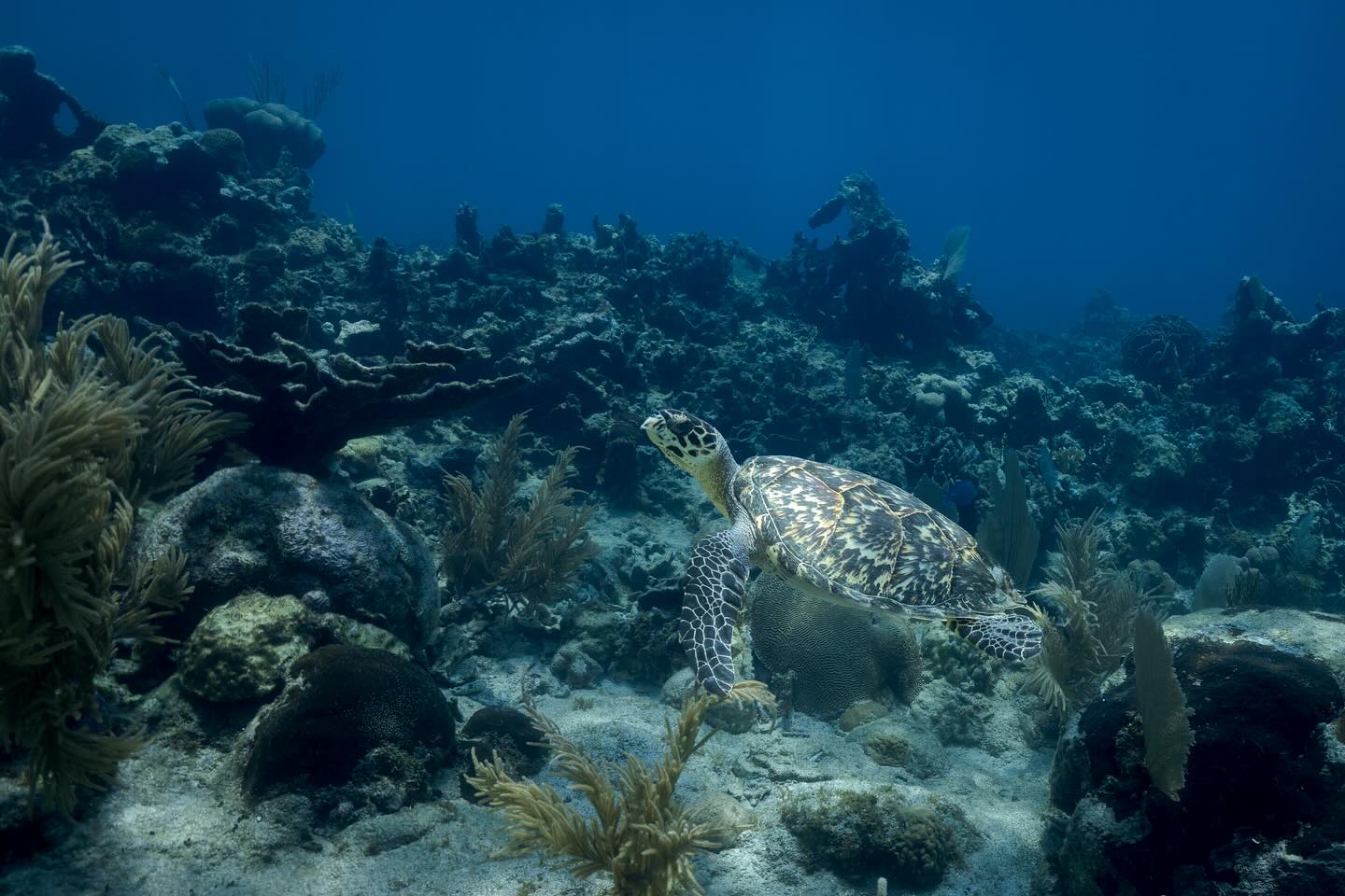 Over the past two months, we’ve been exploring the magical underwater world of Utila. From swimming alongside graceful eagle rays and curious turtles to drifting through vibrant coral gardens, every dive felt like stepping into another world. These photos are just a glimpse of the beauty and wonder we’ve encountered beneath the surface.
Michel recently got an underwater housing for his camera, so many of these moments are part of his first steps into underwater photography. Capturing this hidden world has been a mix of excitement, learning, and discovery — adding a whole new dimension to our time in the water. #diving #scuba #underwaterphotography #utila #utiladivecenter 📷@michelvonloneberga