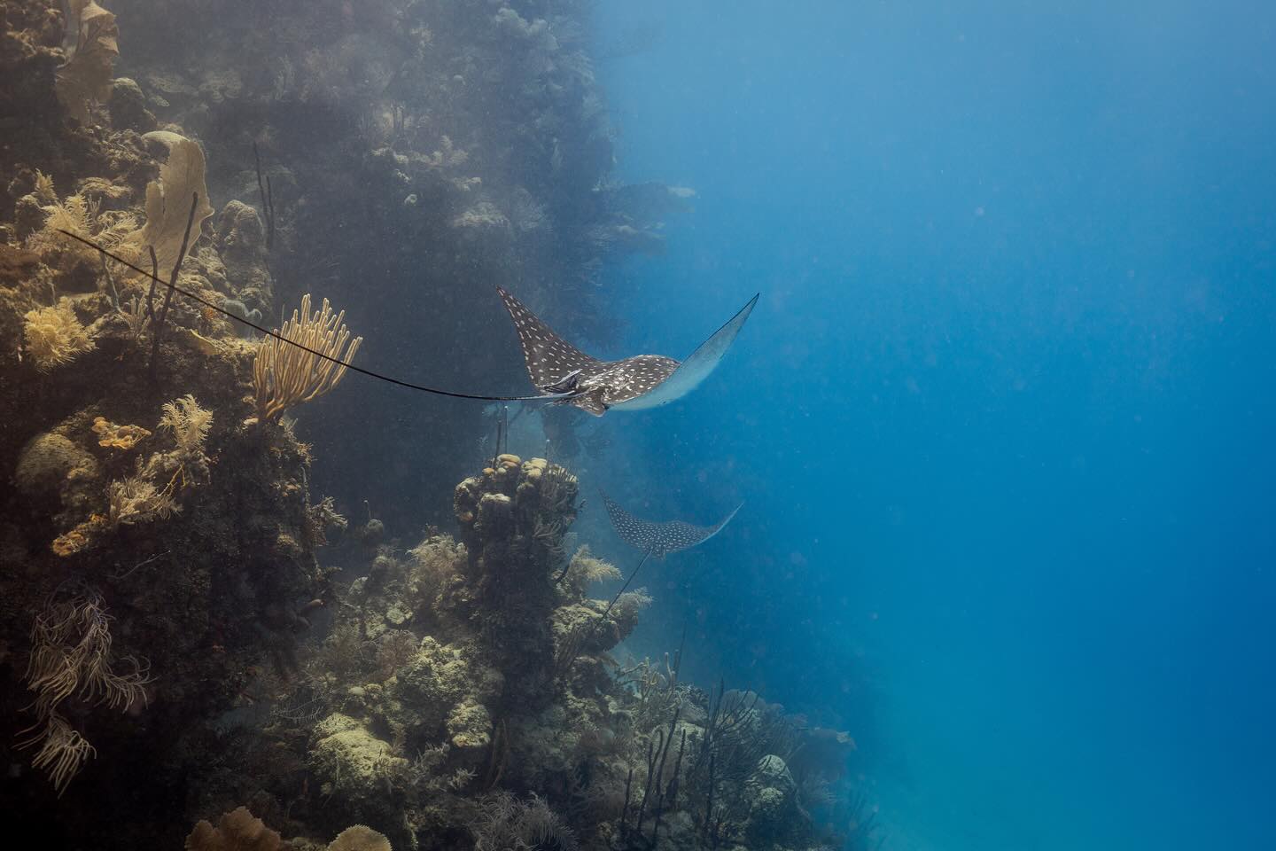 Over the past two months, we’ve been exploring the magical underwater world of Utila. From swimming alongside graceful eagle rays and curious turtles to drifting through vibrant coral gardens, every dive felt like stepping into another world. These photos are just a glimpse of the beauty and wonder we’ve encountered beneath the surface.
Michel recently got an underwater housing for his camera, so many of these moments are part of his first steps into underwater photography. Capturing this hidden world has been a mix of excitement, learning, and discovery — adding a whole new dimension to our time in the water. #diving #scuba #underwaterphotography #utila #utiladivecenter 📷@michelvonloneberga