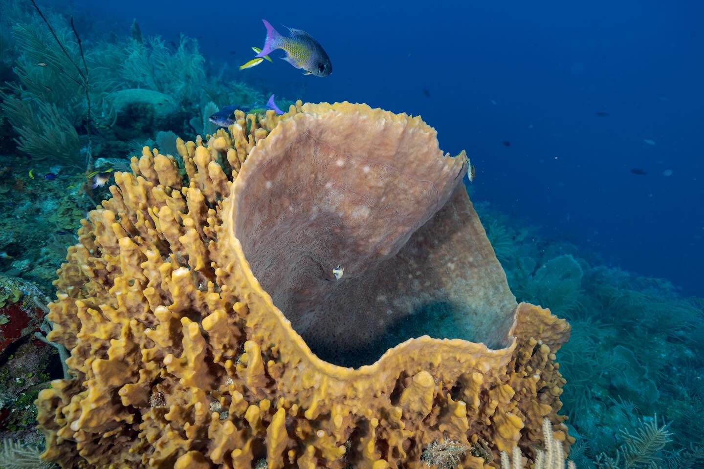 Over the past two months, we’ve been exploring the magical underwater world of Utila. From swimming alongside graceful eagle rays and curious turtles to drifting through vibrant coral gardens, every dive felt like stepping into another world. These photos are just a glimpse of the beauty and wonder we’ve encountered beneath the surface.
Michel recently got an underwater housing for his camera, so many of these moments are part of his first steps into underwater photography. Capturing this hidden world has been a mix of excitement, learning, and discovery — adding a whole new dimension to our time in the water. #diving #scuba #underwaterphotography #utila #utiladivecenter 📷@michelvonloneberga