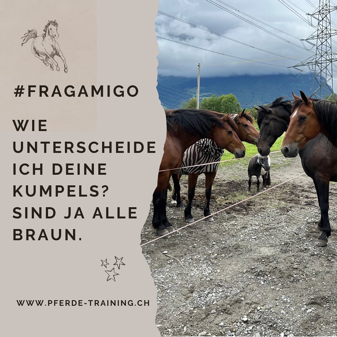 Wie erkenne ich Pferde?Die meisten Pferde sind braun. In einer Herde kann es schwierig werden, d....