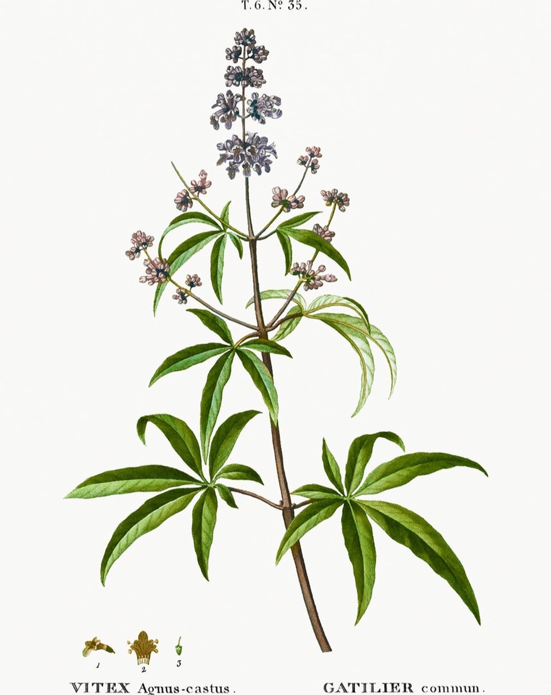 🌿 Mönchspfeffer – Hormonausgleich auf natürliche Weise 🌿
Auch wenn Mönchspfeffer ursprünglich aus dem Mittelmeerraum stammt, wird er heute gerne in Kombination mit TCM eingesetzt – besonders bei hormonellen Dysbalancen der Frau.
✨ Aus Sicht der TCM:
Mönchspfeffer wirkt regulierend auf das Leber-Qi und unterstützt den Chong- & Ren-Mai (die hormonellen Leitbahnen). Er wird eingesetzt bei einem Disharmoniemuster von Leber-Qi-Stagnation mit Blutmangel – häufige Ursache für PMS, Zyklusstörungen oder Spannungsgefühle in der Brust.
🌸 Anwendung bei:
🔹 PMS & Zyklusstörungen
🔹 Brustspannen vor der Menstruation
🔹 Wechseljahresbeschwerden
🔹 Unregelmäßiger oder ausbleibender Zyklus
💡 Wirkung (modern):
Mönchspfeffer wirkt über den Hypothalamus-Hypophysen-Eierstock-Regelkreis und fördert die natürliche Progesteronbildung.
🌿 In meiner Naturheilpraxis kombiniere ich westliche Pflanzenkraft wie Mönchspfeffer mit den Methoden der TCM – individuell abgestimmt und ganzheitlich gedacht.
📍 Naturheilpraxis Aarau – TCM | Akupunktur | Frauenheilkunde
📩 Schreibe mir gerne für eine persönliche Beratung!
#Mönchspfeffer #Vitexagnuscastus #TCMFrauenheilkunde #HormoneNatürlichRegulieren #LeberQiStagnation #TCM #NaturheilpraxisAarau #ZyklusBalance #PMSNatürlichBehandeln #TraditionelleChinesischeMedizin #AkupunkturAarau #Pflanzenheilkunde #GanzheitlicheGesundheit #TCMWissen #QiImFluss #Naturheilpraxis