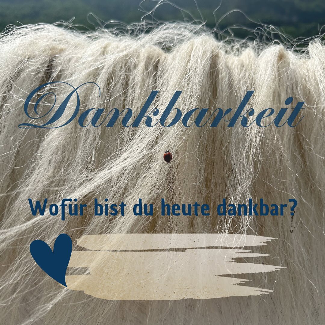 #pferdestall #rundumspferd #pferd #pony #dankbarkeit #dankbar #gratitude #greatful #marienkäfer....