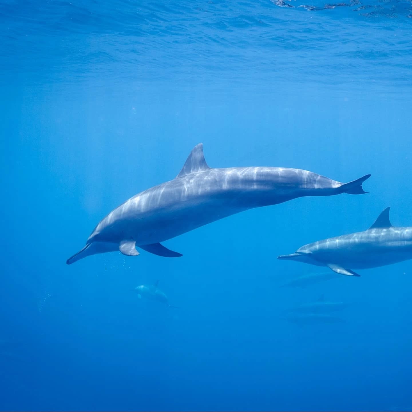 Über ein Jahr unterwegs! Was wir alles schon gesehen und erlebt haben ist unglaublich - das wird mir klar wenn ich in meinen Bildern stöbere. Kühle Fjorde, wunderschöne Wüsten, mächtige Flüsse, unendliche Nadelwälder, weite Bergtäler, einsame Strände, laute Städte, mächtige Wale, verspielte Delfine, eindrückliche Haie, gigantische Fischschwärme, farbenfrohe Korallenriffe, präkolumbische Tempelbauten, herzige Affen, tropische Wälder, farbenfrohe Toukane, gemächliche Faultiere, heisse Quellen und so vieles mehr!