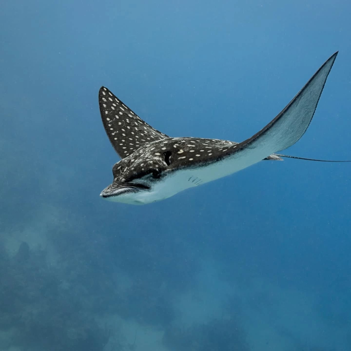 Do you want to know what it's like to live on a Caribbean island off the coast of Honduras while diving almost every day, doing a dive master? Check out our newest blog post!
🤿 ⛱️ 🌅
Check it out on our website (link in bio).
@rachstock
@michaelbarbour97