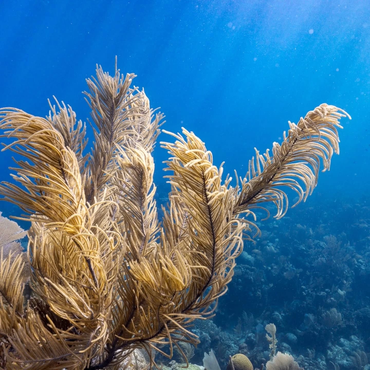 Do you want to know what it's like to live on a Caribbean island off the coast of Honduras while diving almost every day, doing a dive master? Check out our newest blog post!
🤿 ⛱️ 🌅
Check it out on our website (link in bio).
@rachstock
@michaelbarbour97