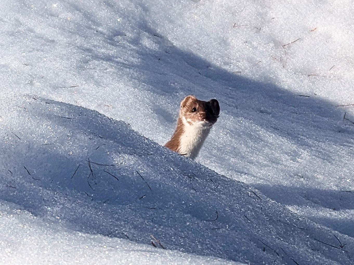Bizarrement pas de souris cet hiver, ni dans le bûcher ni aux clapiers... Bienvenue dans le quartier Dame Hermine, votre pelage fin décembre n'augure pas un hiver enneigé. Joyeux Noël quand même !