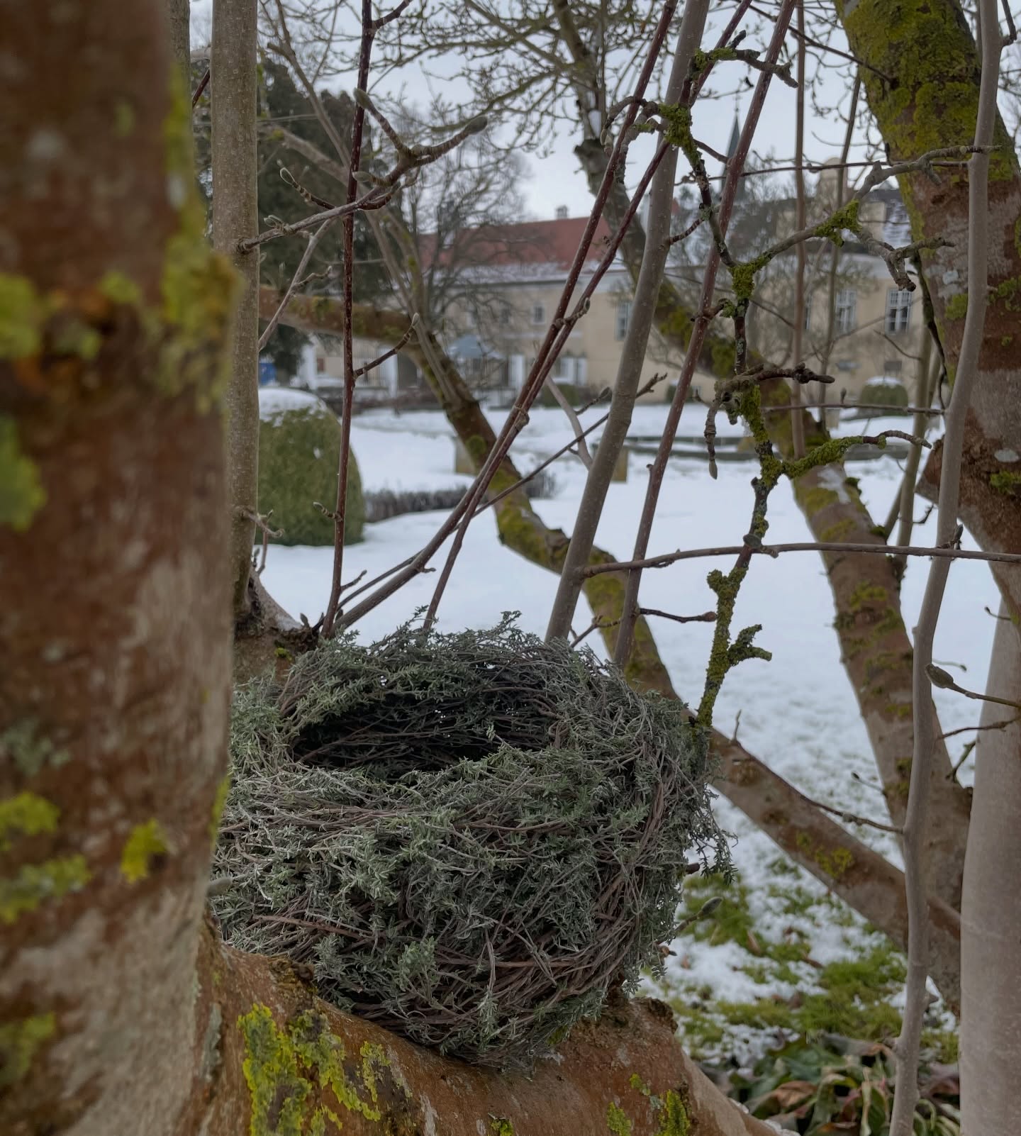 Aufgabenstellung:
Gestaltung eines Gefässes unter Anwendung einer der drei Techniken: Winden, Binden oder Kleben.
Ich entschied mich für die Windtechnik. Der verwendete Thymian überzeugte mich durch seine ausgeprägte Textur, seine Flexibilität und seinen charakteristischen Duft.
Daraus entstand die Idee, ein Nest zu winden – eine Form, die direkt aus der Natur abgeleitet ist.
Ziel war es, die Proportionen möglichst nahe am natürlichen Vorbild zu halten. Bei der anschliessenden Vermessung zeigte sich, dass der Aufbau des Nestes dem Goldenen Schnitt entspricht – ein in der Natur häufig vorkommendes Gestaltungsprinzip.
Die Ausführung erforderte eine hohe Präzision und Konzentration: gleichmässiges, kontinuierliches Winden, ausschliesslich von Hand und ohne technische Hilfsmittel.
Im Magnolienbaum hat es seinen Platz gefunden – und meine Freude war gross.
Fehlt eigentlich nur noch das Ei 🥚 im 🪹 Aufgabenstellung:
Gestaltung eines Gefässes unter Anwendung einer der drei Techniken: Winden, Binden oder Kleben.
Ich entschied mich für die Windtechnik. Der verwendete Thymian überzeugte mich durch seine ausgeprägte Textur, seine Flexibilität und seinen charakteristischen Duft.
Daraus entstand die Idee, ein Nest zu winden – eine Form, die direkt aus der Natur abgeleitet ist.
Ziel war es, die Proportionen möglichst nahe am natürlichen Vorbild zu halten. Bei der anschliessenden Vermessung zeigte sich, dass der Aufbau des Nestes dem Goldenen Schnitt entspricht – ein in der Natur häufig vorkommendes Gestaltungsprinzip.
Die Ausführung erforderte eine hohe Präzision und Konzentration: gleichmässiges, kontinuierliches Winden, ausschliesslich von Hand und ohne technische Hilfsmittel.
Im Magnolienbaum hat es seinen Platz gefunden – und meine Freude war gross.
Fehlt eigentlich nur noch das Ei 🥚 im 🪹