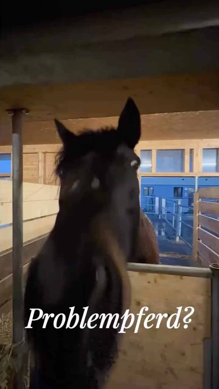Problempferd?Rayo habe ich gekauft, weil ich dachte, dieses Pferd braucht einen guten Platz.Quas....