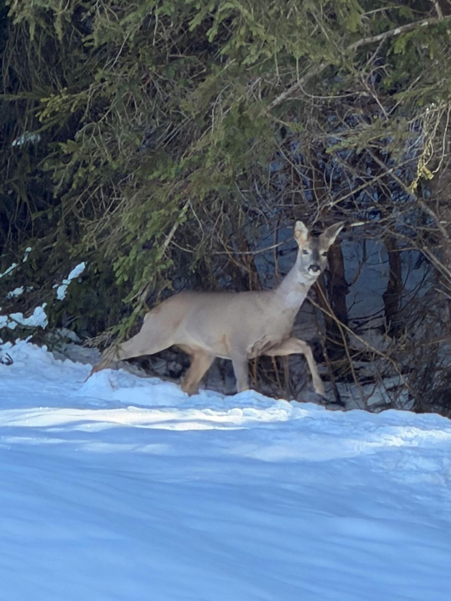 #Länk#dänk#truckerlife#mangoldelefant🐘