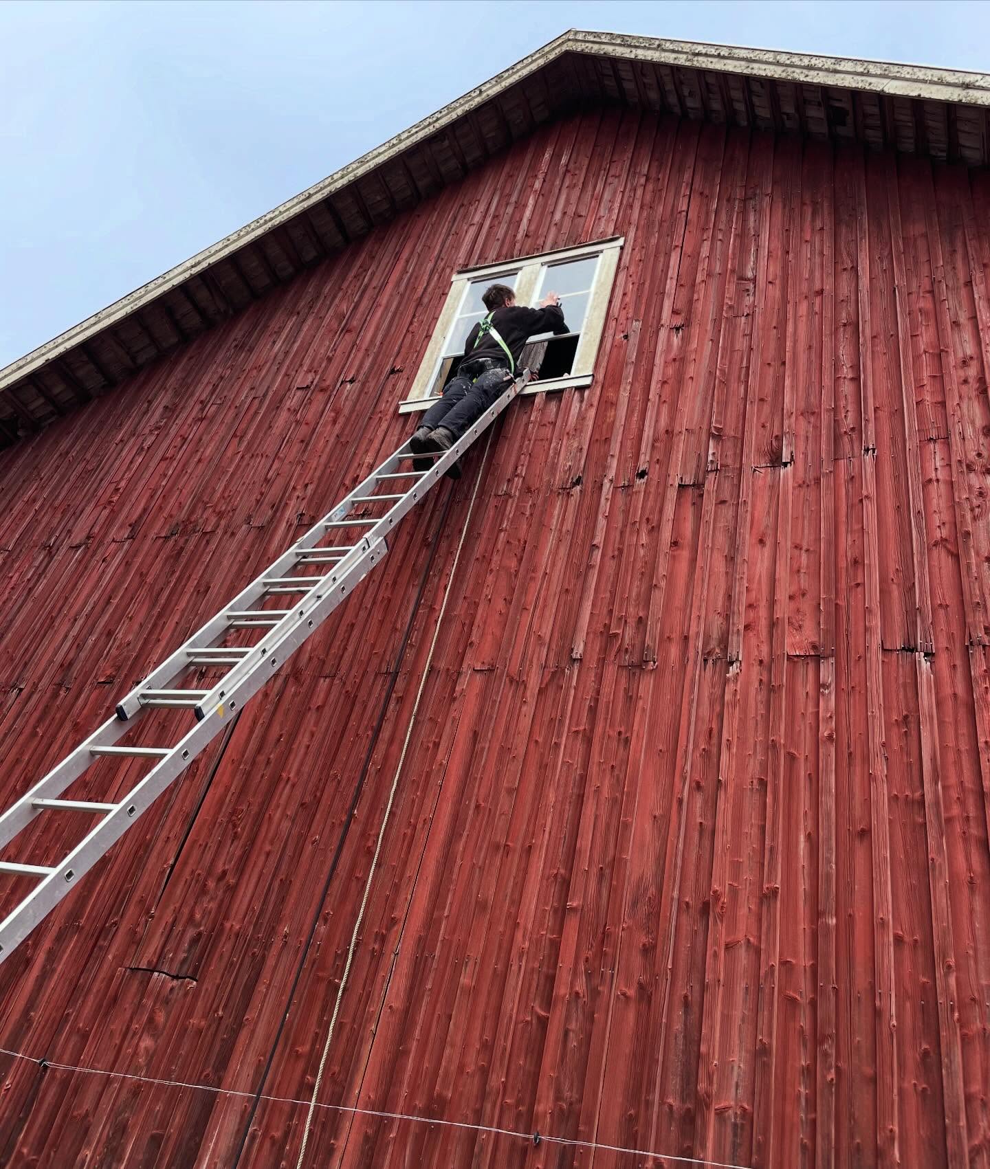Idag har det varit hög nivå på jobbet! Renovering av fönster på hög höjd.
Klart man ska ha spröjs även på ladan 😅 Men de var inte öppningsbara så de gick inte att plocka ner utan det var bara att klättra upp. Det har varit utan glas sen vi flyttade in och det är där vedförvaringen är så det har känts ganska angeläget att få ordning på det eftersom det känns lite tråkigt när det regnar på veden.
Det kan tyckas överflödigt med ett fönster där uppe men det är fascinerande vad mycket ljus det (och alla springor i panelen) släpper in.
Det är tur vi får hjälp med fönstrena av min fantastiska lillebror @j.ernvik som riskerar livet med att klättra på höga stegar 😱
/J
