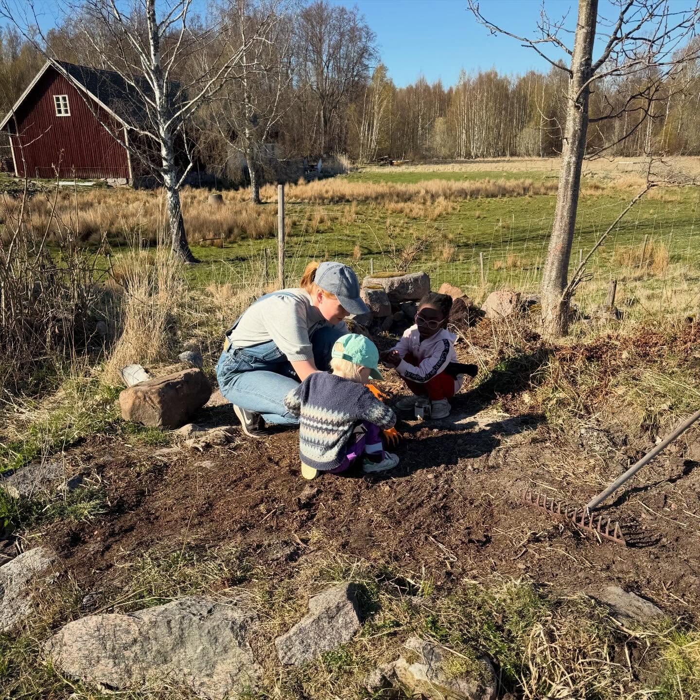 I år odlar vi potatisen i köksträdgården som är inhägnad istället för i den här gamla husgrunden där vi haft potatisen tidigare. Förra året var det någon som bökade runt bland potatisen framåt sensommaren så hoppas på bättre skörd när den får växa i fred. Så nu får vi odla något annat i ”gamla husgrunden” så den inte växer igen. Har inte helt bestämt vad än men blir troligtvis bondbönor och blommor.
”Jag kan själv mamma”.
Är det här den viktigaste kunskapen jag kan ge mina barn? Eller borde jag lära dem om NATO och olika energisystem istället… 🤔
/J